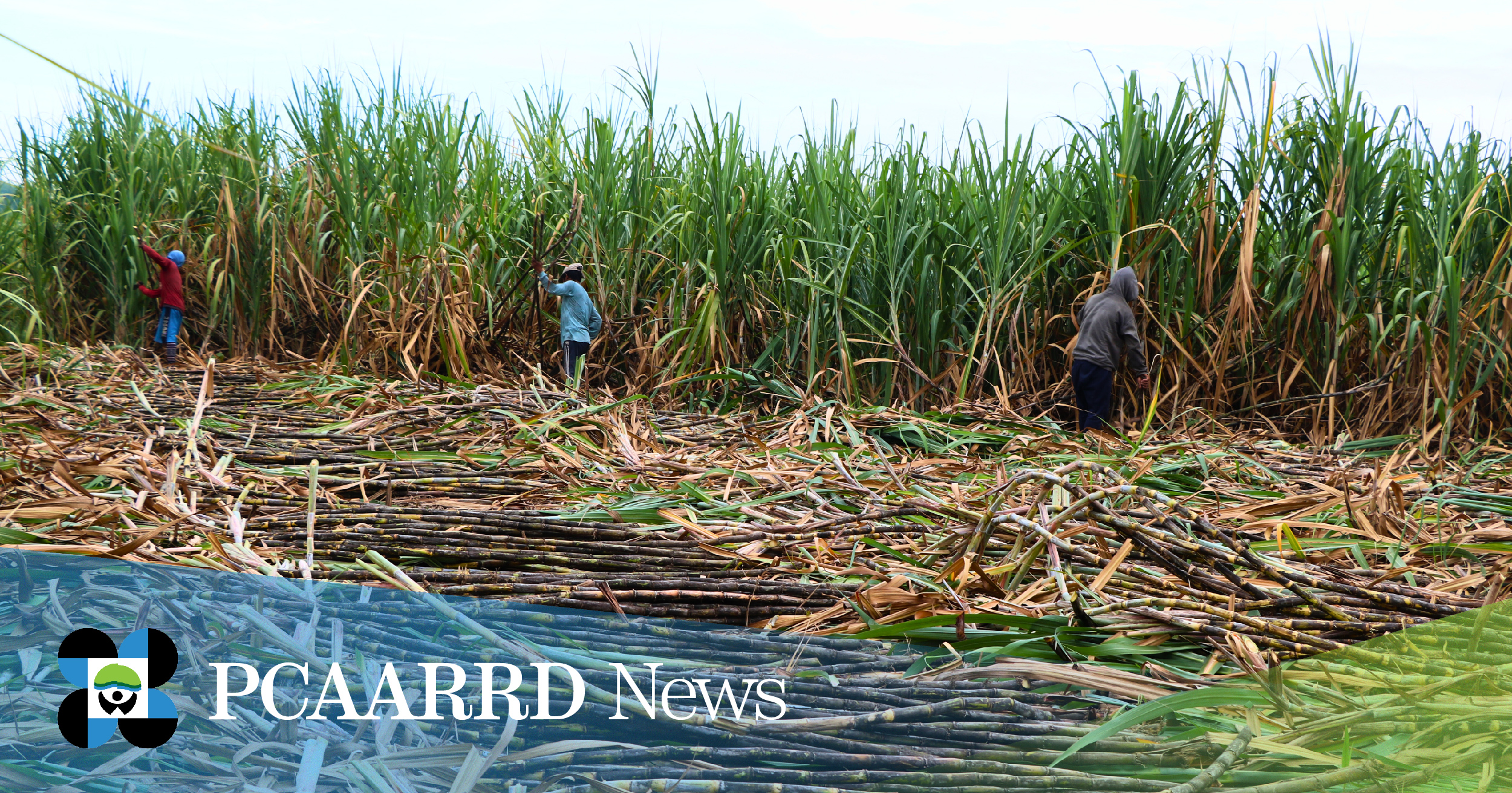DOST iCRADLE Sugarcane Project Exhibits Higher Yield Results for First Harvest